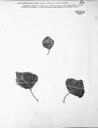 Drepanopeziza populi image